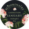 January Carnation